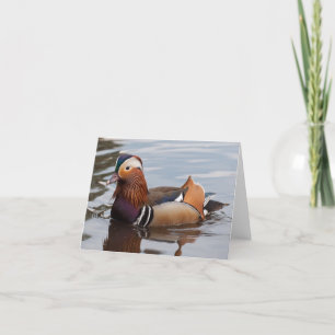 Male Mandarinanka Notecard Kort