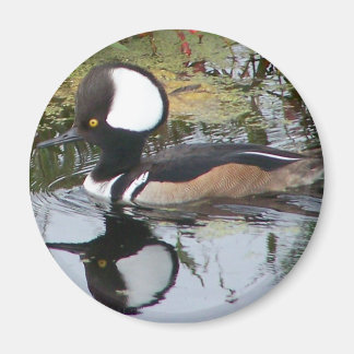 Male Merganser Anka Magnet