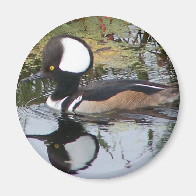 Male Merganser Anka Magnet (Framsidan)