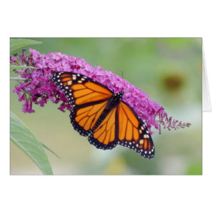Male Monarch om Butterfly Bush Hälsningskort