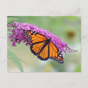 Male Monarch om Butterfly Bush Vykort
