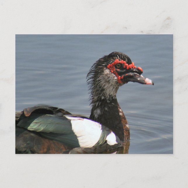 Male Muscovy Anka Photo Postcard Vykort (Framsida)