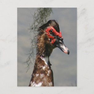Male Muscovy Anka Photo Vykort