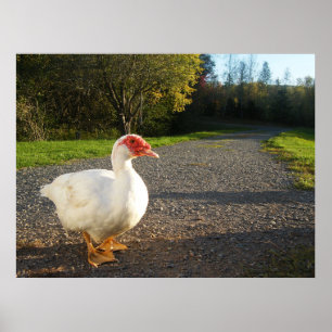 Male Muscovy Anka Poster