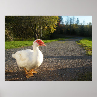 Male Muscovy Anka Poster