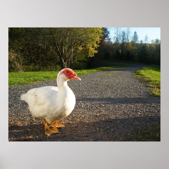Male Muscovy Anka Poster (Framsidan)