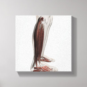 Male muskelanatomi av människaben, Anterior 3 Canvastryck