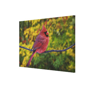 Male nordlig kardinal i hösten, Cardinalis Canvastryck