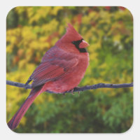 Male nordlig kardinal i hösten, Cardinalis