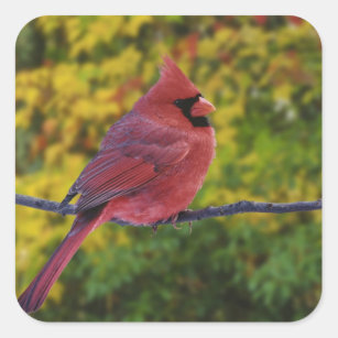 Male nordlig kardinal i hösten, Cardinalis Fyrkantigt Klistermärke
