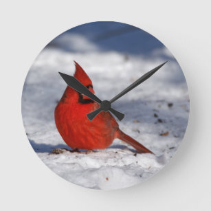 Male nordlig kardinal i snön rund klocka