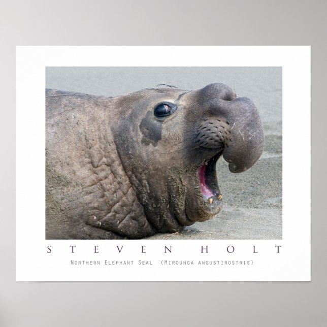 Male Northern Elephant Seal Poster (Framsidan)