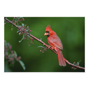 Male Northern Kardinal, kardinalis Fototryck