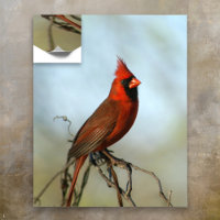 Male Northern Kardinal