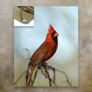 Male Northern Kardinal Poster