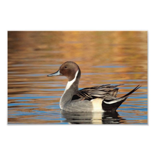 Male Northern Pintail Fototryck (Framsidan)
