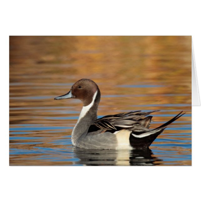Male Northern Pintail Hälsningskort (Framsidan Horizontal)