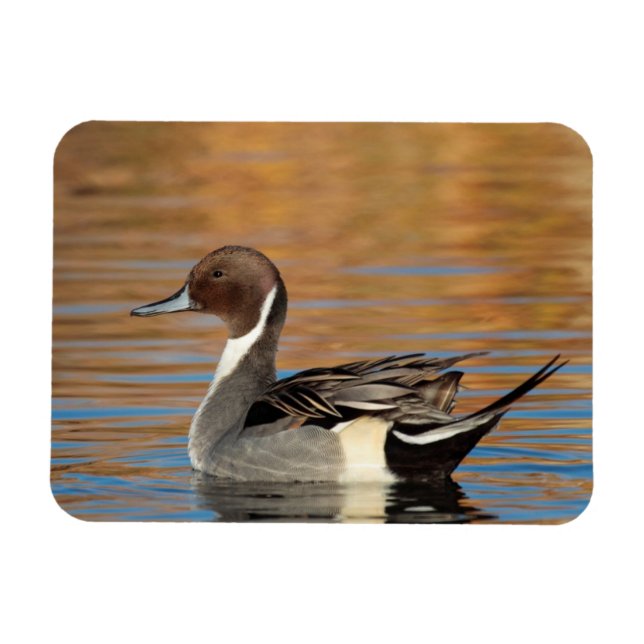 Male Northern Pintail Magnet (Horisontell)