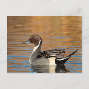 Male Northern Pintail Vykort