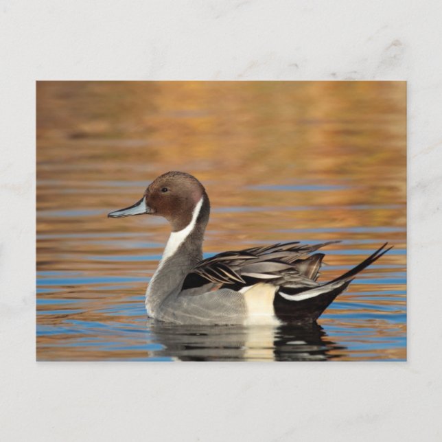 Male Northern Pintail Vykort (Framsida)