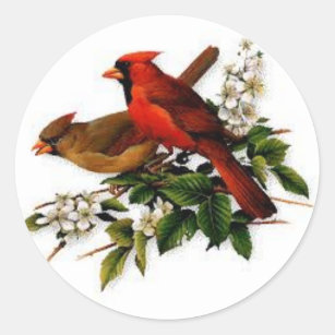 Male och kvinnlig kardinal på en blomma gren runt klistermärke