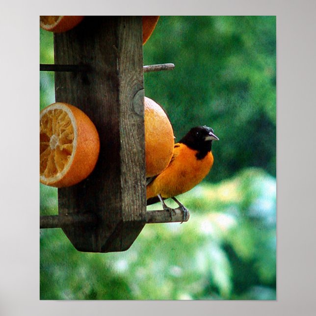 Male Oriole Poster (Framsidan)