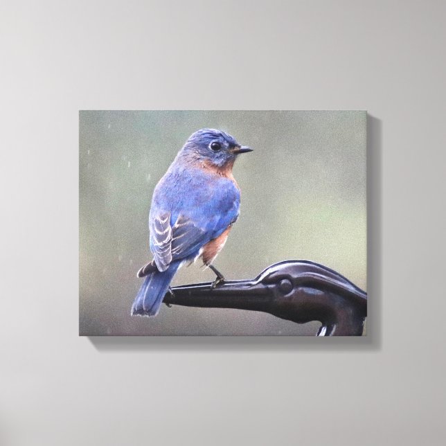 Male Östra Bluebird in Rain Canvastryck (Framsida)