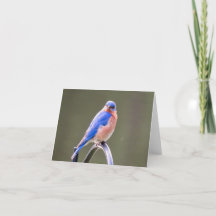 Male Östra Bluebird Notecard