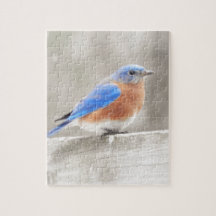 Male Östra Bluebird