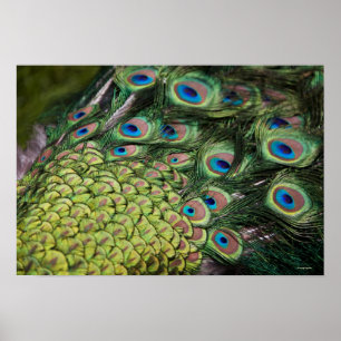 Male påfågel (Pavocristatus) som visar svanen Poster