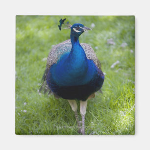Male påfågel (Pavocristatusen) Magnet