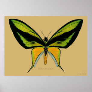 Male Paradise Birdwing Butterfly Poster