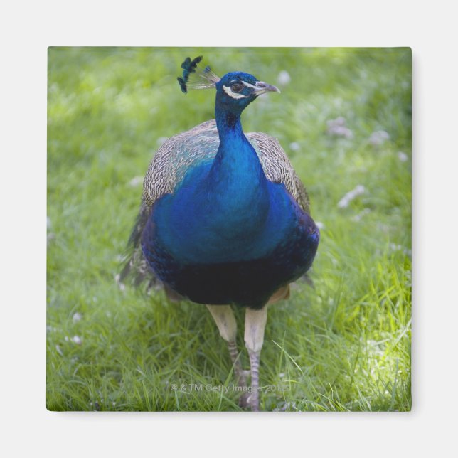 Male peace (Pavo cristatus) Magnet (Framsidan)