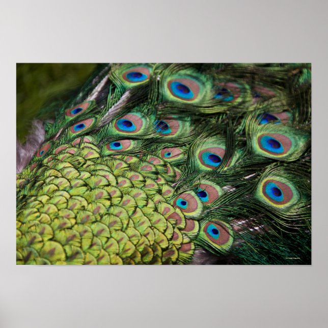 Male peace (Pavo cristatus) som visar svan Poster (Framsidan)