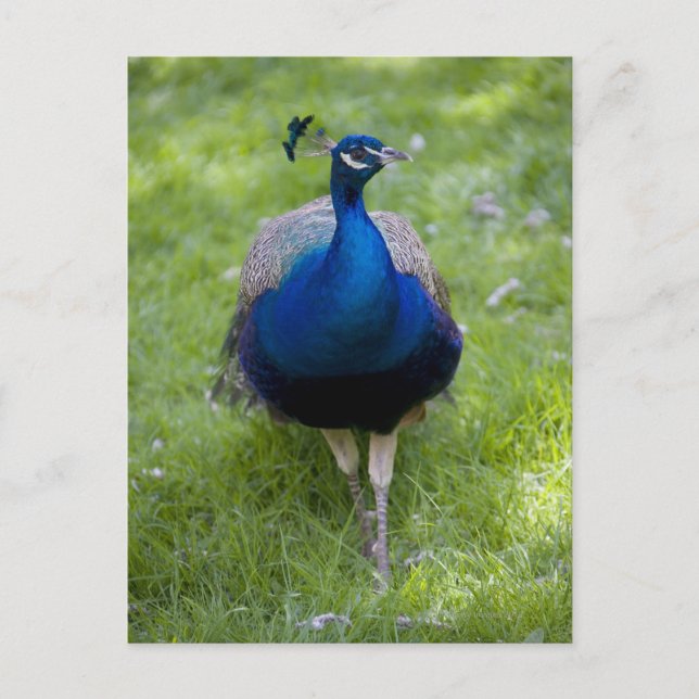 Male peace (Pavo cristatus) Vykort (Framsida)