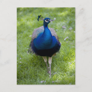 Male peace (Pavo cristatus) Vykort