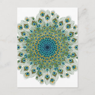 Male Peacock Colorful Mandala Vykort