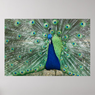 Male Peacock Poster