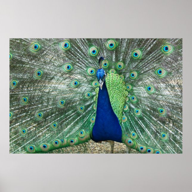 Male Peacock Poster (Framsidan)