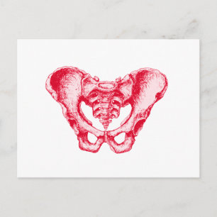 Male Pelvis Red Vykort