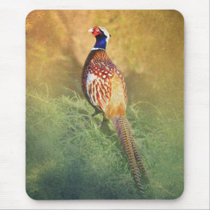 Male Pheasantmusmatta Musmatta