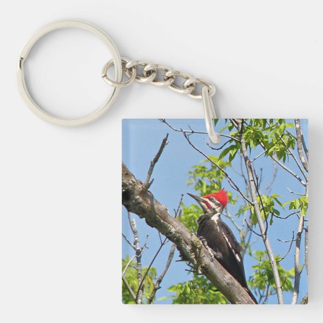 Male Pileated Woodpecker (Framsidan)