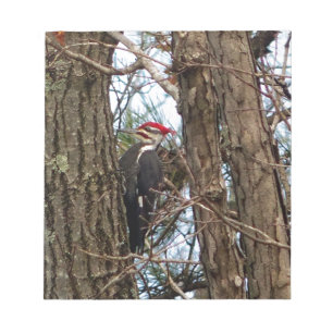 Male Pileated Woodpecker Anteckningsblock