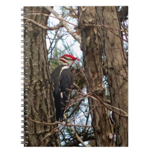 Male Pileated Woodpecker Anteckningsbok Med Spiral