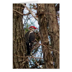 Male Pileated Woodpecker Hälsningskort