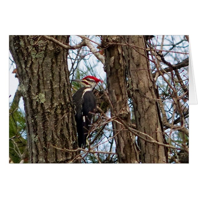 Male Pileated Woodpecker Hälsningskort (Framsidan Horizontal)