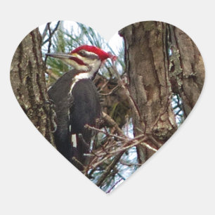 Male Pileated Woodpecker Hjärtformat Klistermärke