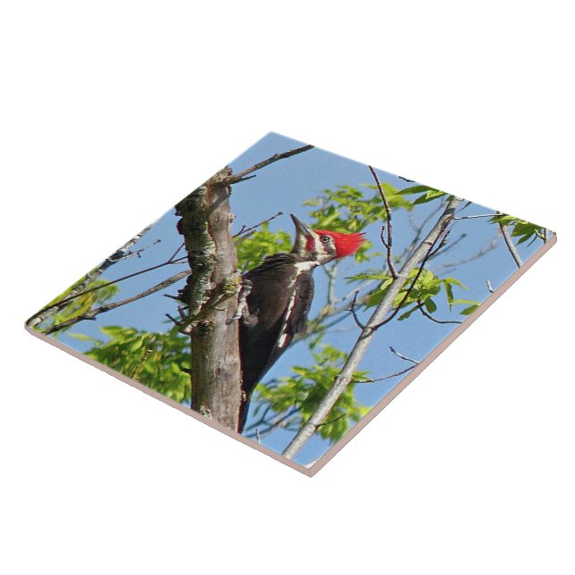 Male Pileated Woodpecker Kakelplatta (Sidan)