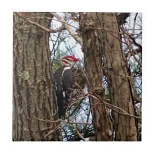 Male Pileated Woodpecker Kakelplatta