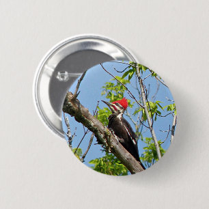 Male Pileated Woodpecker Knapp